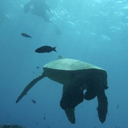 Turtle Turtle