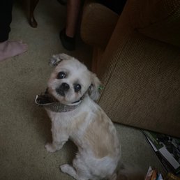 shitzu grooming