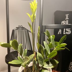 Habig Garden Shops - My ZZ after a few days!