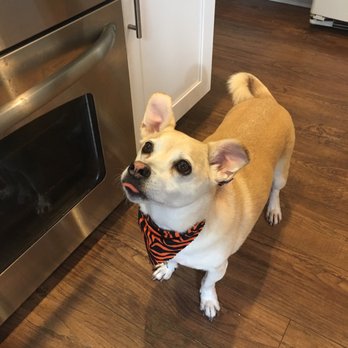 dog gone clean mobile pet grooming