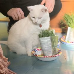 Asphalt Beach Skate Shop - Shop Cat!