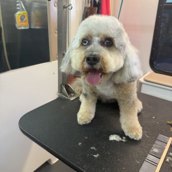 Roses Pampered Pets - All set! Pampered pet! - Pet Groomers Near Me Roses Pampered Pets - All set! Pampered pet! - Pet Groomers Near Me