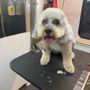 Photo of Roses Pampered Pets