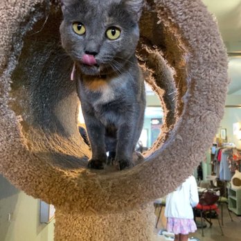 LE CAT CAFE - Updated August 2024 - 142 Photos & 51 Reviews - 2713 W