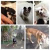 We Let The Dogs Out gift card