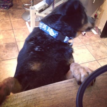 Two Paws Up - My Lombardi was happy to see me there to pick him up but didn't quite want to leave his new friends! - Pets Near Me - Modesto, California