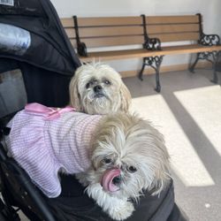 Animal Dermatology South - Favorite patients