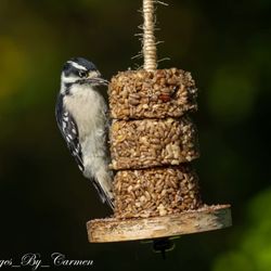 Nuts For Birds - Downy Woodpecker at our Handmade Birch Bird Feeder. Our feeders are refillable with our nut and seed cakes!