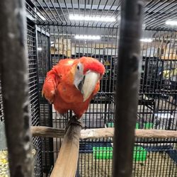 Bird Barn