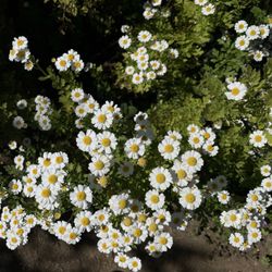Robson-Harrington Park - Camomile