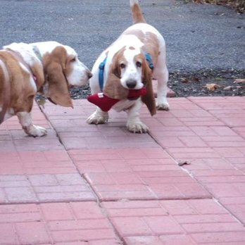 J's Dog Walking and Sitting - Bernie and JuJu - Pet Sitting Near Me J's Dog Walking and Sitting - Bernie and JuJu - Pet Sitting Near Me