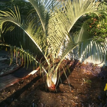 Palm Trees Direct - Nurseries & Gardening Near Me - St Petersburg, Florida