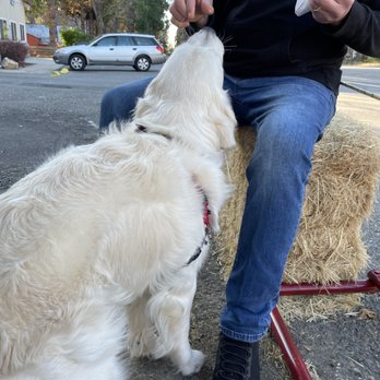 Brew Masters Deli - Treats from dog loving staff - Sandwiches Near Me - Foresthill, California