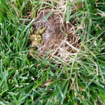 Wildflower Landscape Services - Tree root in new sod per owner Chris " I have no control over a tree growing in your grass"? - Landscaping Near Me - Thornton, Colorado