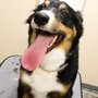 Photo of Lotuspaw