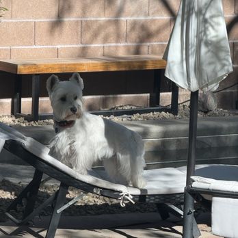 So Fetch - Pet Groomers Near Me - Las Vegas, Nevada So Fetch - Pet Groomers Near Me - Las Vegas, Nevada