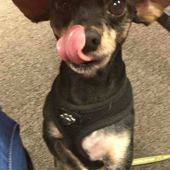 You Dirty Dog - Look! He's so clean and handsome! - Pet Sitting Near Me - Cave Junction, Oregon You Dirty Dog - Look! He's so clean and handsome! - Pet Sitting Near Me - Cave Junction, Oregon