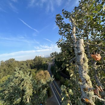 Purple Heart Tree Service - Tree Services Near Me Purple Heart Tree Service - Tree Services Near Me