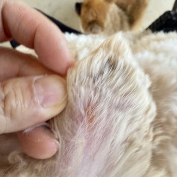 Pawsh Paws Grooming - Cut on his ears - Pet Groomers Near Me Pawsh Paws Grooming - Cut on his ears - Pet Groomers Near Me