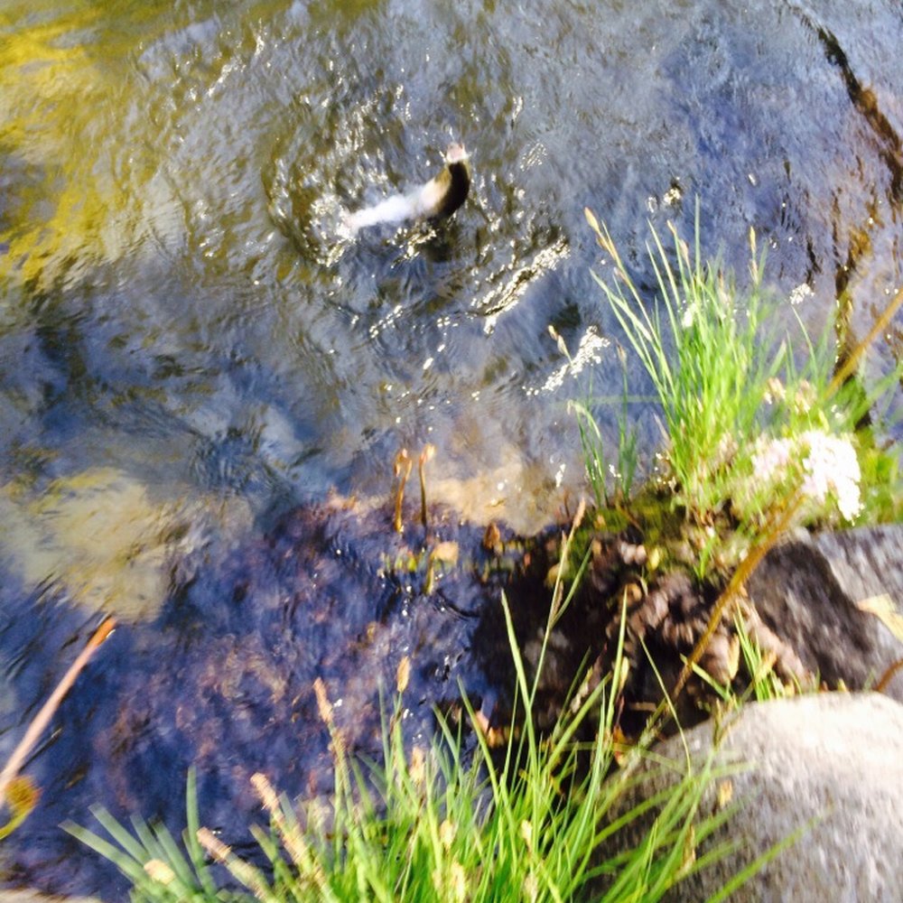 Butte Creek Watershed Conservancy - A trout fish. Flying out of the water , trying to shake the fly. Big one of the day- Deer Creek, up hwy 32 - Community Service/Non-Profit Near Me - Chico, California Butte Creek Watershed Conservancy - A trout fish. Flying out of the water , trying to shake the fly. Big one of the day- Deer Creek, up hwy 32 - Community Service/Non-Profit Near Me - Chico, California