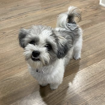 Lush Spaw - Eddy, 1 year old Mi-Ki. - Pet Groomers Near Me - San Jose, California Lush Spaw - Eddy, 1 year old Mi-Ki. - Pet Groomers Near Me - San Jose, California