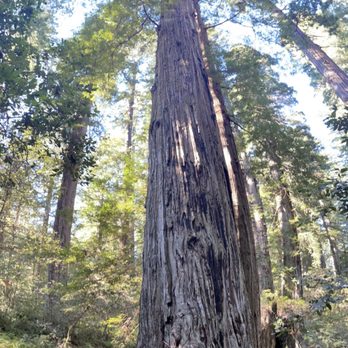 Lady Bird Johnson Grove - Hiking Near Me - Orick, California Lady Bird Johnson Grove - Hiking Near Me - Orick, California