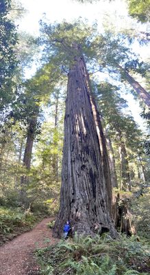 Lady Bird Johnson Grove Trail by null