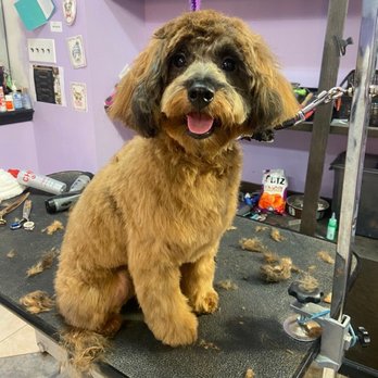 TopDawg Groomers - Pet Groomers Near Me - Philadelphia, Pennsylvania TopDawg Groomers - Pet Groomers Near Me - Philadelphia, Pennsylvania