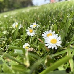 McNears Beach - flowers ;)