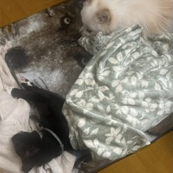 Animal Emergency Hospital Of The Pee Dee