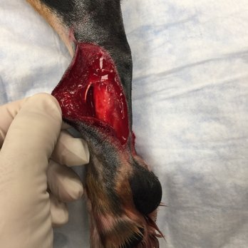 Olympia Pet Emergency - Veterinarians Near Me - Lacey, Washington Olympia Pet Emergency - Veterinarians Near Me - Lacey, Washington