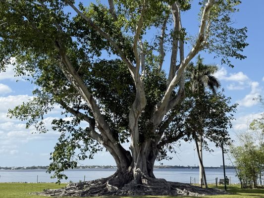 Edison & Ford Winter Estates by null