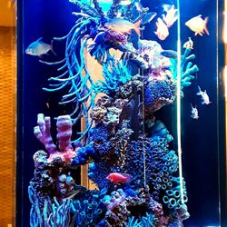 Benchmark Aquariums - Stunning 300 Gal Freshwater Display Tank