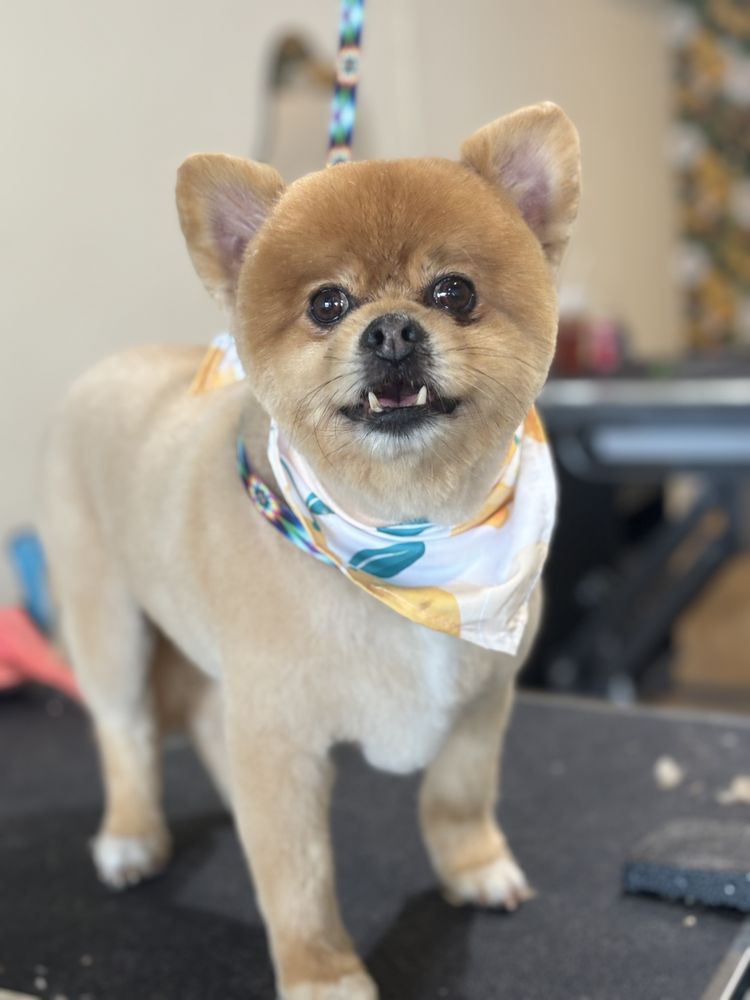 HIPPIE HOUNDS DOG GROOMING Updated October 2024 32 Photos 114 E