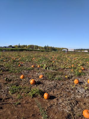 Velvet Acres Gardens by null