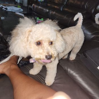 FluffButts - Pet Groomers Near Me - Cibolo, Texas FluffButts - Pet Groomers Near Me - Cibolo, Texas