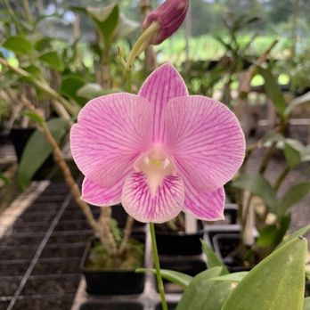 Temptation Tours - HT orchid - Tours Near Me - Kahului, Hawaii Temptation Tours - HT orchid - Tours Near Me - Kahului, Hawaii