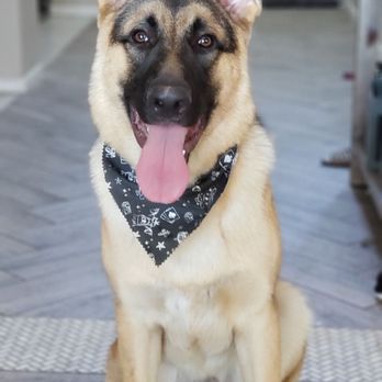 Nikki's Pet Spa - Pet Groomers Near Me - Norco, California Nikki's Pet Spa - Pet Groomers Near Me - Norco, California