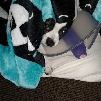 1st Pet Veterinary Centers - Chandler - Metal plate in her paw now... - Veterinarians Near Me - Chandler, Arizona 1st Pet Veterinary Centers - Chandler - Metal plate in her paw now... - Veterinarians Near Me - Chandler, Arizona
