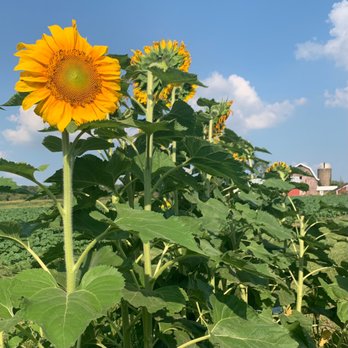 Blue Clay Berry Farm - Such a beautiful day to visit the sunflower fields - Farmers Market Near Me - Delavan, Wisconsin Blue Clay Berry Farm - Such a beautiful day to visit the sunflower fields - Farmers Market Near Me - Delavan, Wisconsin