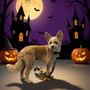 Happy Paws Pet Grooming
