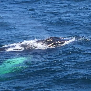 Hyannis Whale Watcher Cruises - Whale Watching Tours Near Me - Barnstable, Massachusetts Hyannis Whale Watcher Cruises - Whale Watching Tours Near Me - Barnstable, Massachusetts