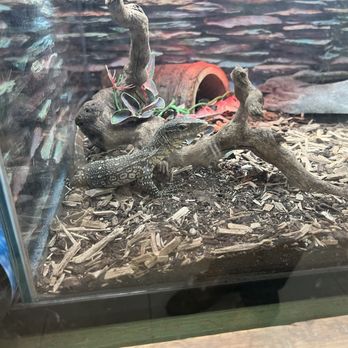 Tropical Kingdom - Monitor - Pet Stores Near Me - Tucson, Arizona