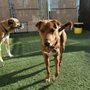 Photo of Pets a Go Go