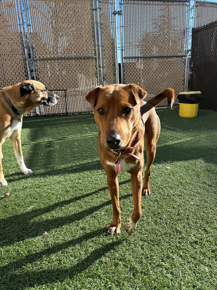 Pets a Go Go - pet boarding facility in Stamford, CT