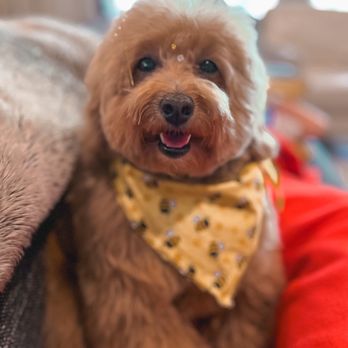 Fluff Bar - Pet Groomers Near Me - Scottsdale, Arizona