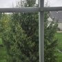 Rubios Tree Service And Landscaping