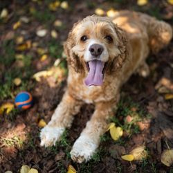 Silver Lake Park Dog Run - Oliver (dog)