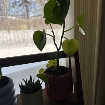 Red Square Flowers - Plant bought has root rot and branches are breaking off. - Florists Near Me - Madison, Wisconsin Red Square Flowers - Plant bought has root rot and branches are breaking off. - Florists Near Me - Madison, Wisconsin