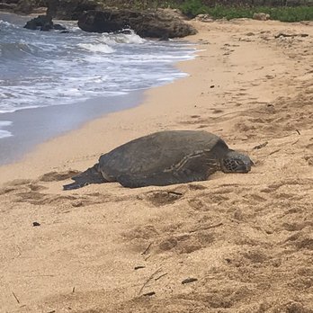 Hawaii Turtle Tours - Didn't get to snorkel but got to see this beautiful guy chillin on the beach. - Tours Near Me - Honolulu, Hawaii